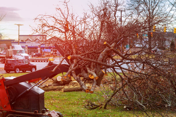 Best Tree Removal  in Butler Beach, FL