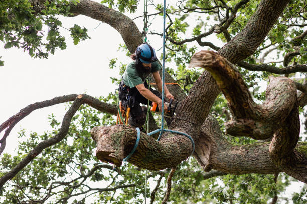 Best Tree Preservation Services  in Butler Beach, FL