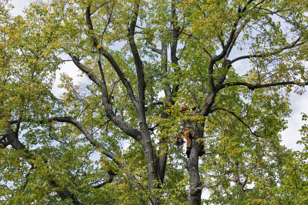 Reliable Butler Beach, FL Tree Care Solutions